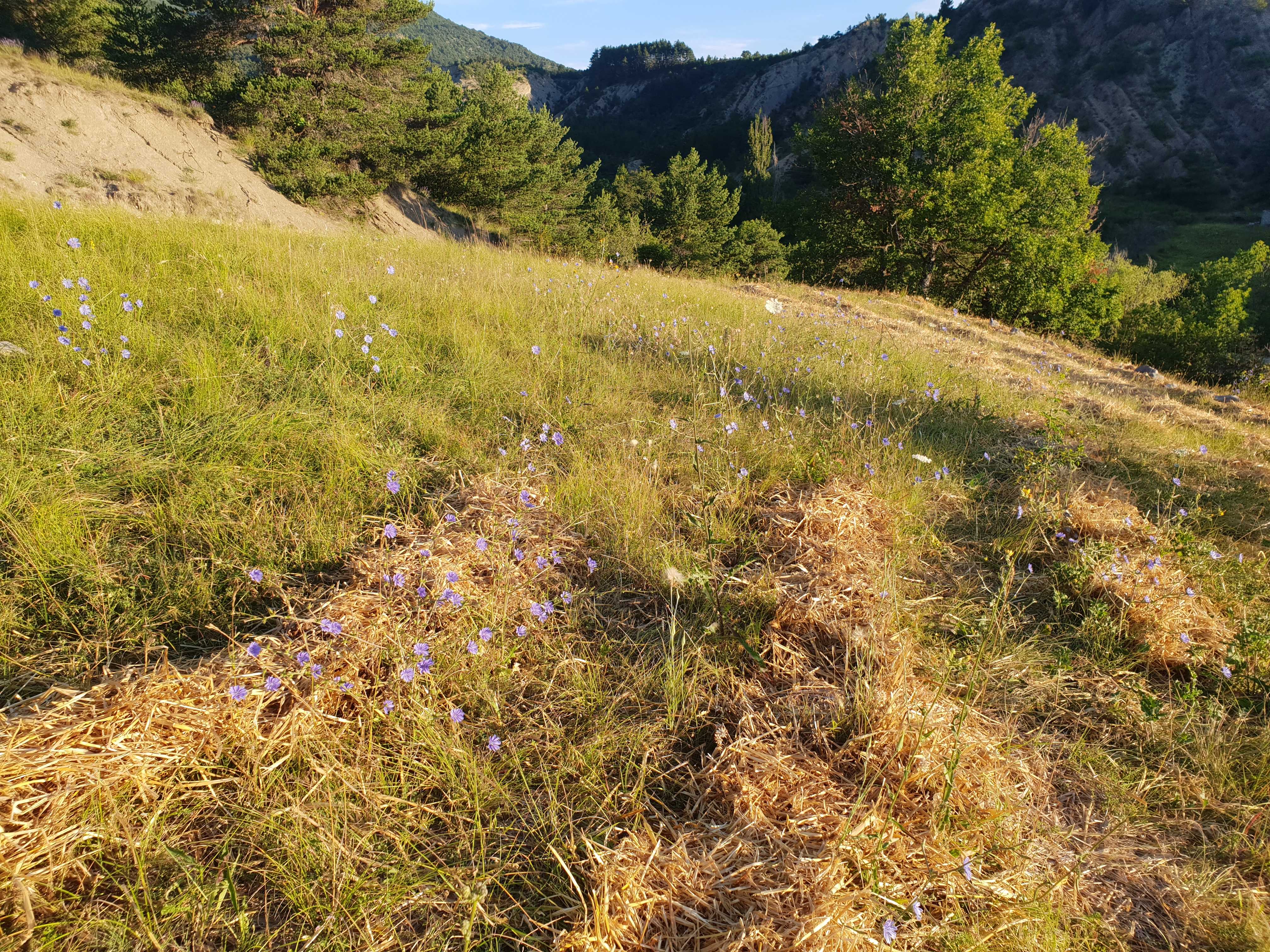 Chicorées sauvages poussant sur la Langue, un terrain anciennement agricole.